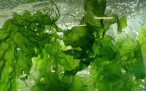 Floating seaweed