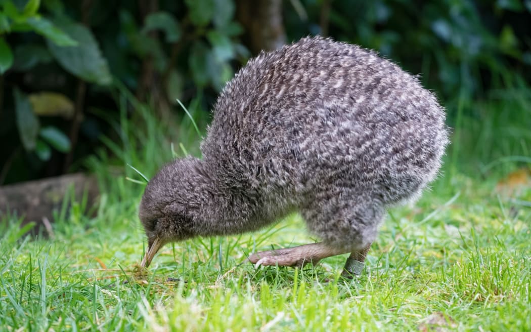 Kiwi pukupuku little spotted kiwi at Zealandia.