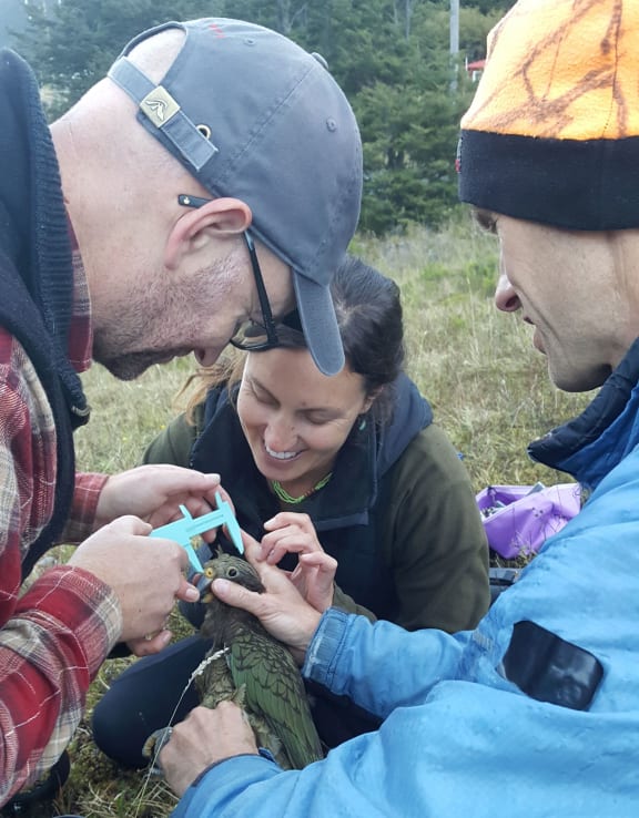 Arthur's Pass locals Nik Menary (left) and Jamin Barkley (right) help Laura Young from the Kea Conservation Trust band and measure a young kea.