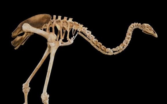 Skeleton of upland Moa, Megalapteryx didinus