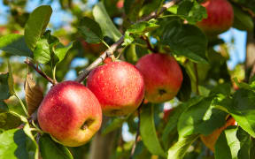 Apples on trees in an orchard