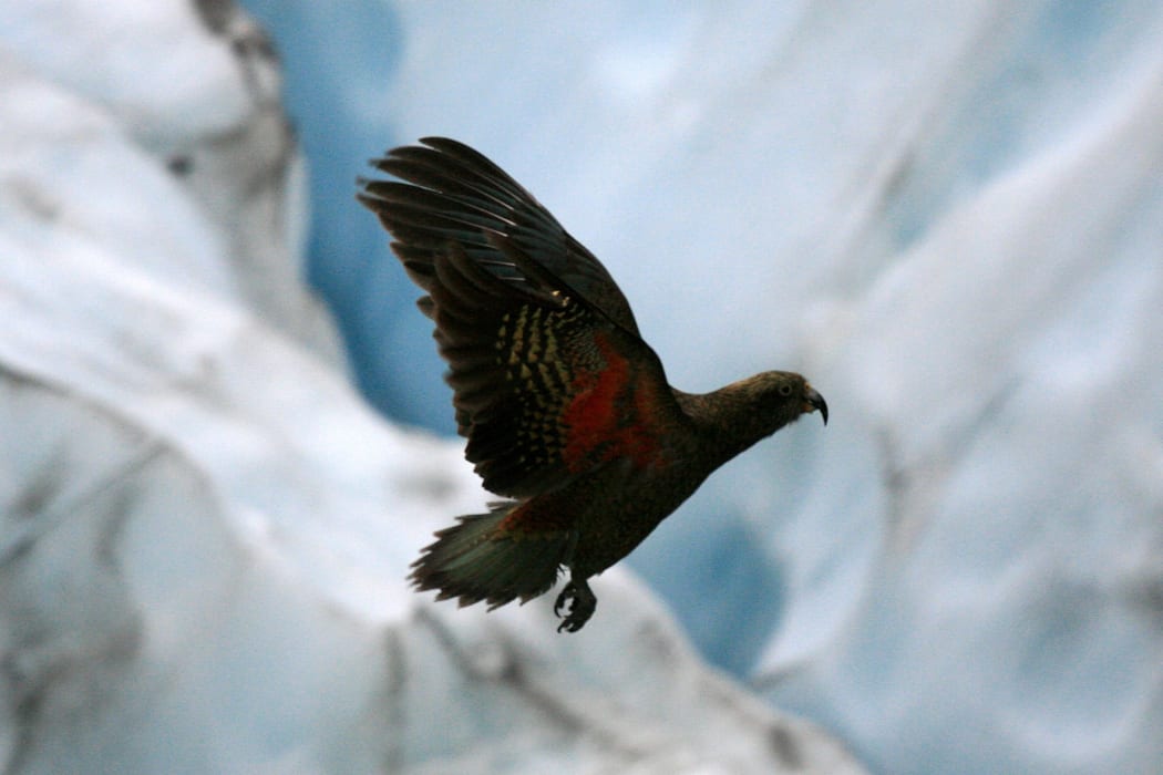Kea bird, franz josef glacier, new zealand