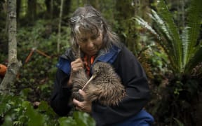 Remutaka Conservation Trust volunteer kiwi handler, Susan Ellis, holds kiwi Marcel after his health-check and transmitter removal