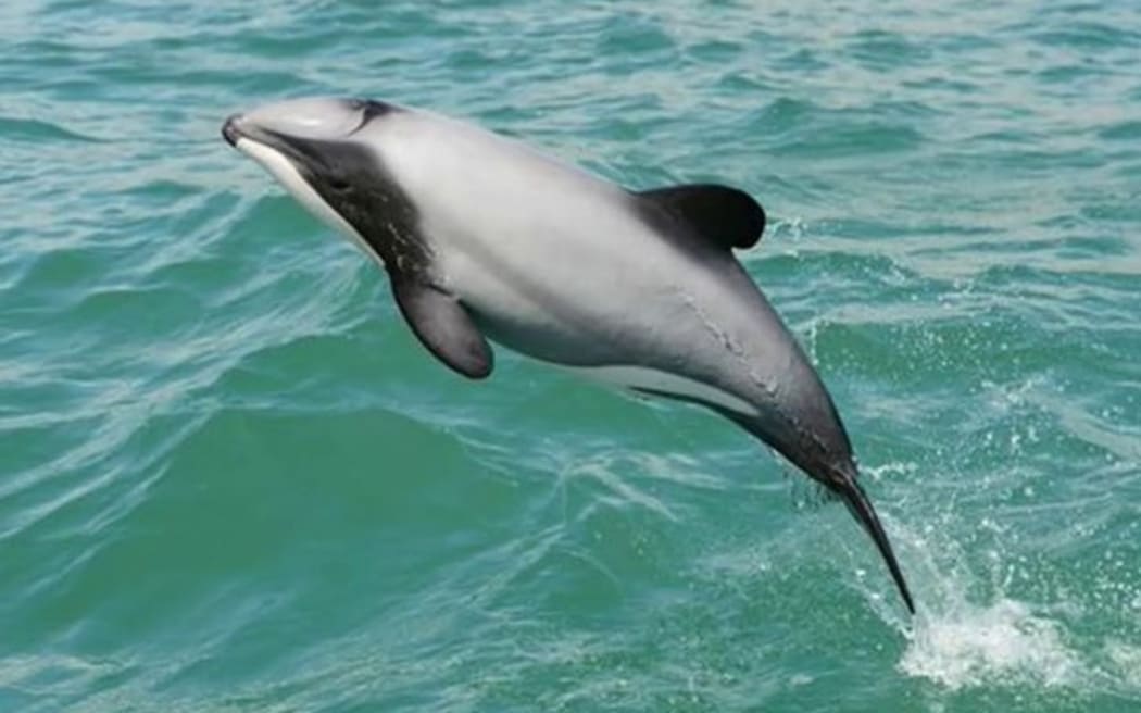 A Hector's dolphin at play.