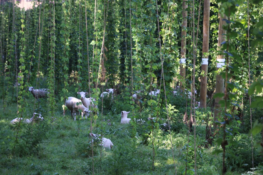 Garston Hops
