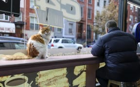 A cat named Simba sits on the counter of a bodega corner store on December 11, 2025 in New York City. Thousands of felines live in New York’s corner shops, known as "bodegas," even though their presence is illegal. Praised for warding off pests, so-called bodega cats are also a cultural fixture for New Yorkers, some of whom are now pushing to enshrine legal rights for the little store helpers. (Photo by ANGELA WEISS / AFP)
