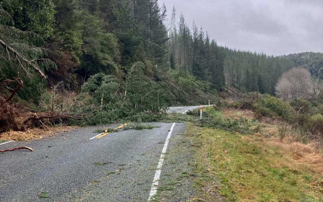 Trees down in Nelson Tasman, during extensive flooding and heavy rain.