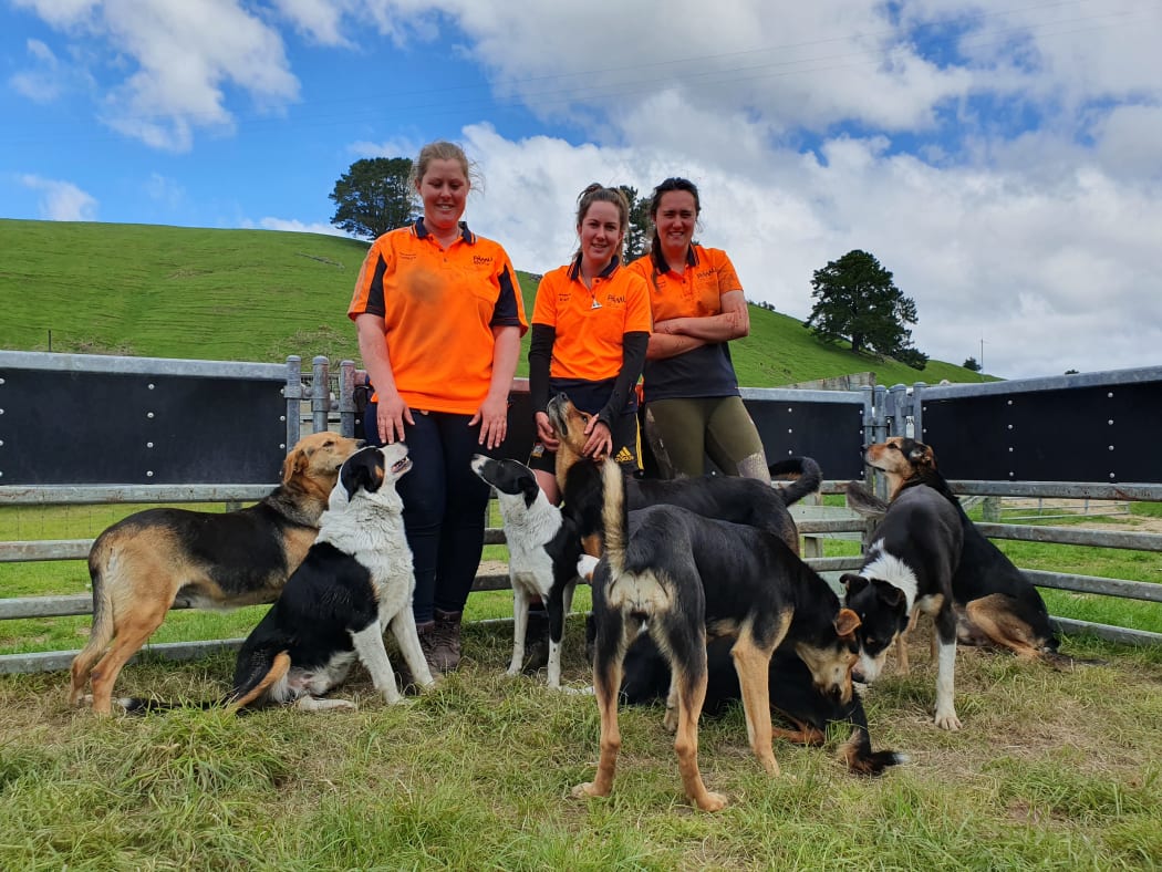 Shepherds Lesley Pollock, Kate White an Kacey Johnson on Aratiatia Farm near Taupo