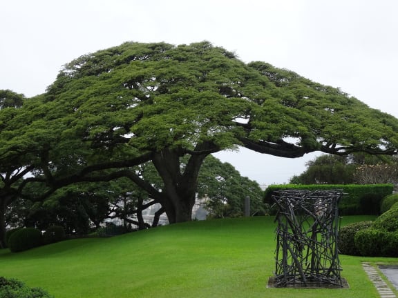 Rain Tree