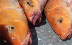 Koi carp