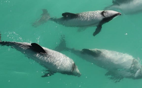 Four dolphins have been killed off Kaikōura’s coast in the last two years, including three by set net entanglement.