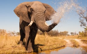 Wild African elephant in the wilderness