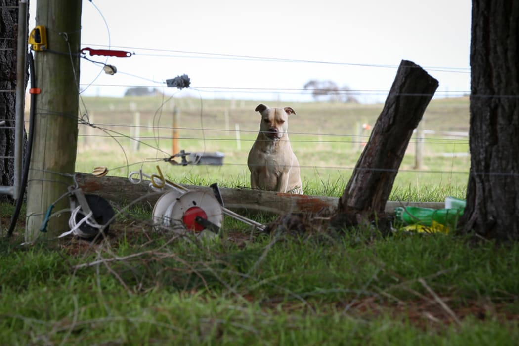 Farm dog on organic farm in the Manawatu.