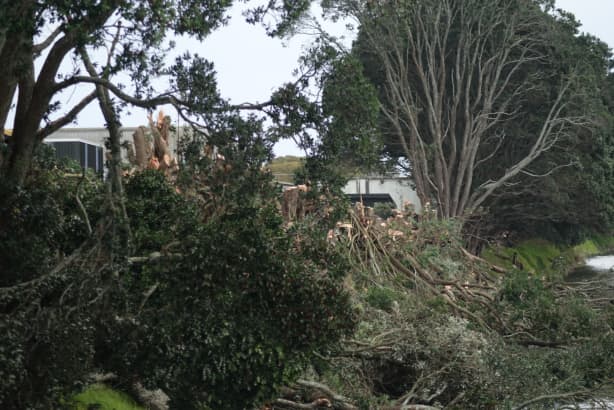 Protesters: Pohutukawa felling 'absolutely shameful' | RNZ