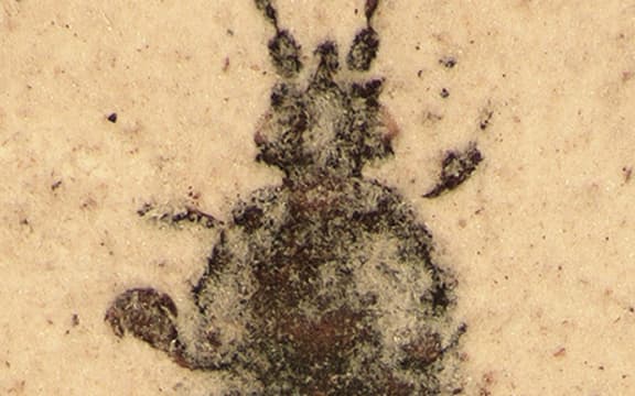 Fossil flat bugs of the genus Aneurus represent the first Southern Hemisphere record of the family Aradidae