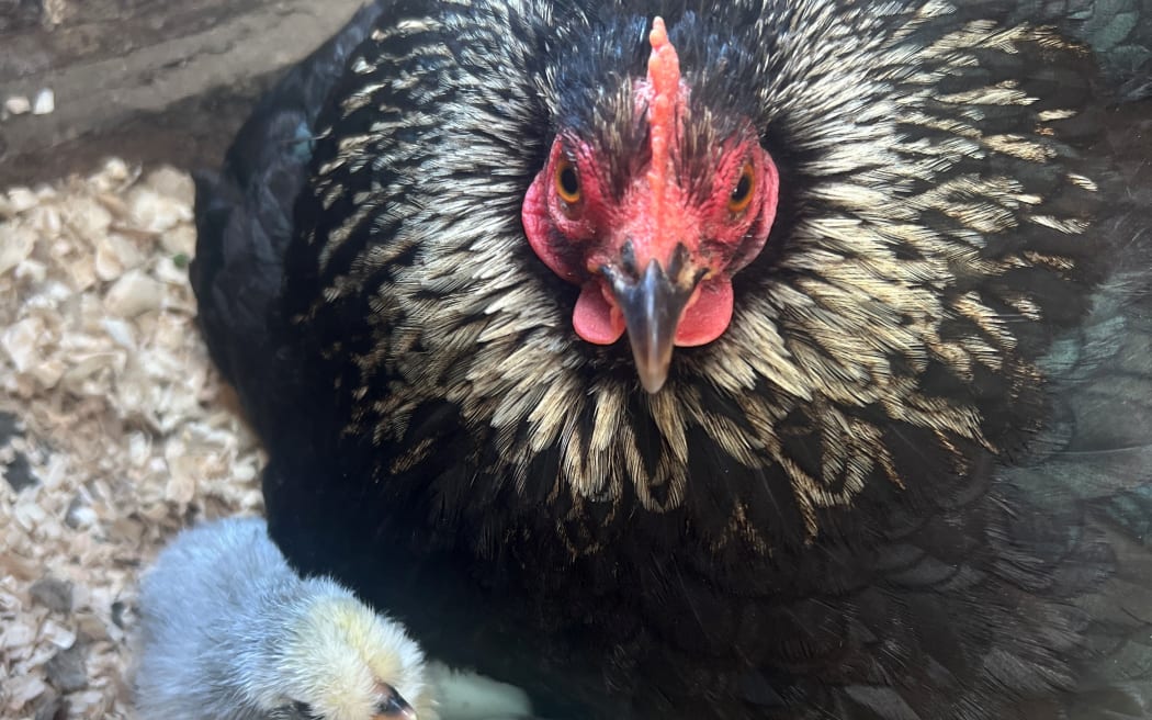 The Orpington hen was the only one of her flock to survive the floods and is now helping hatch fertilised eggs.