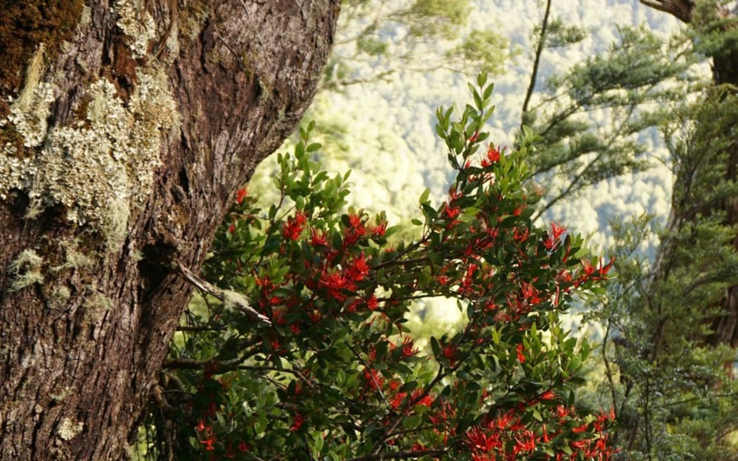 Photo of Red Mistletoe