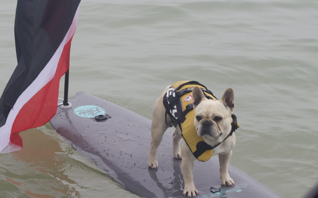 'Surfer dog' Bosco always wears a lifejacket while out riding the waves on his surfboard.