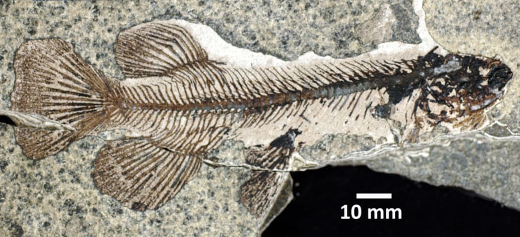 A fossil Galaxias fish from Foulden Maar.