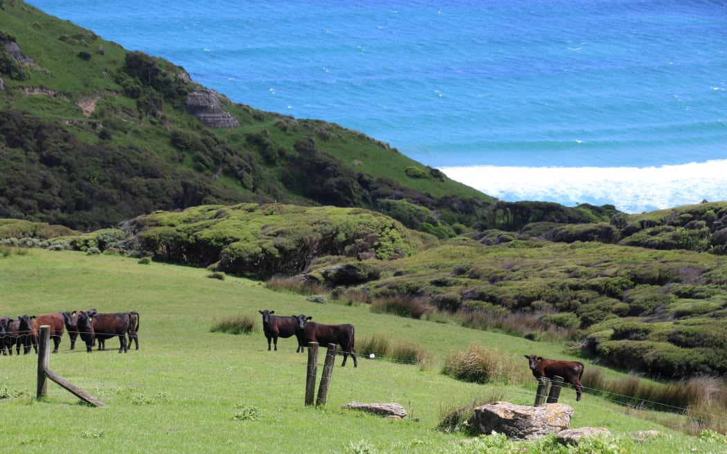 Kaihoka Farm