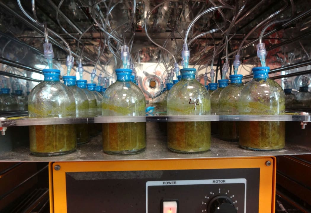 The compounds were first tested in laboratory experiments in rumen fluid.
