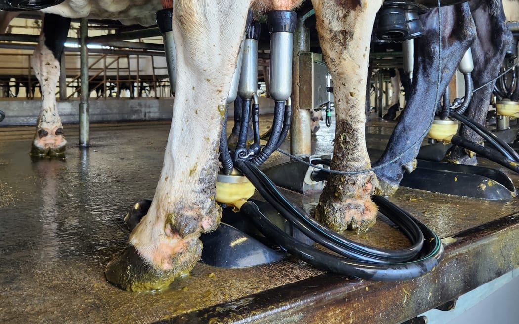 Cows at milking time in the rotary shed