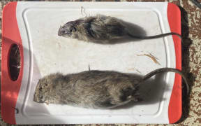 The biggest rat that has been caught so far on Waiheke island: a 400g Norway rat.
