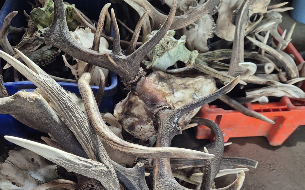 Though it may look like a bin full of antlers, not all of them are useable and Richy says he's near empty.