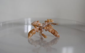 A tan coloured bundle of tiny knobbly roots in the shape of a star, covered with a thin film of white fungi.