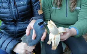 Kokako specialists Amanda Rogers and Dave Bryden banding one of the captured kokako, soon to be translocated to Maungatautari Sanctuary Mountain.