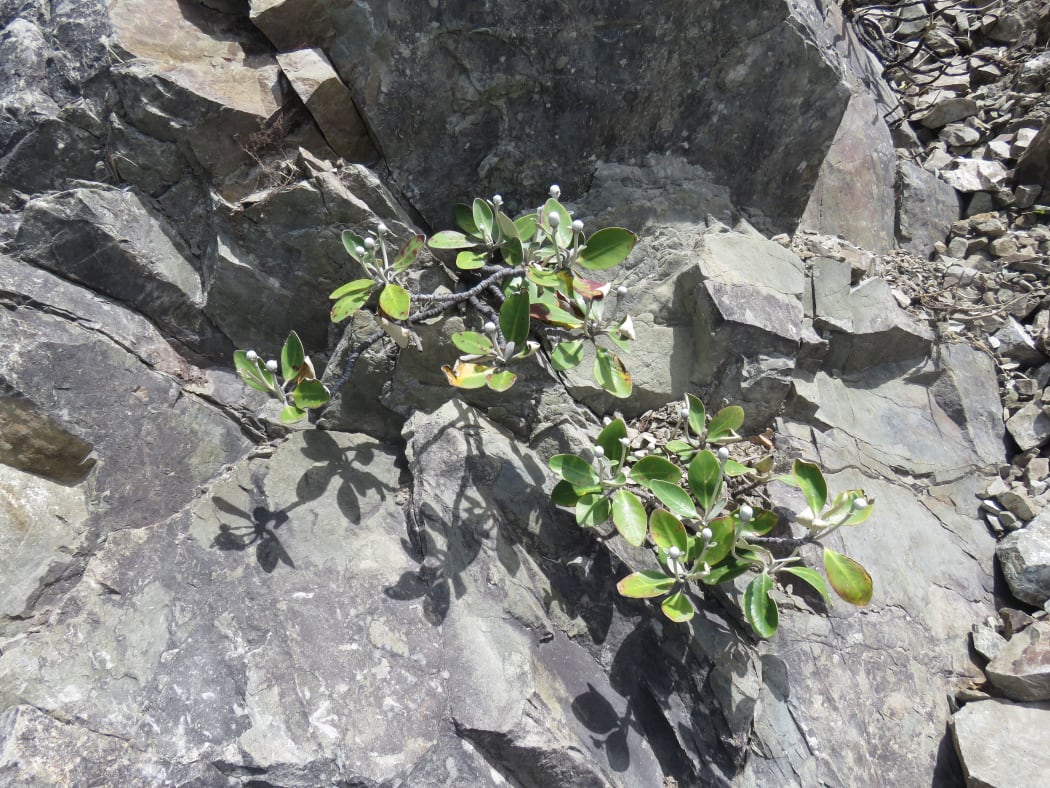 Ohau Rock Daisy