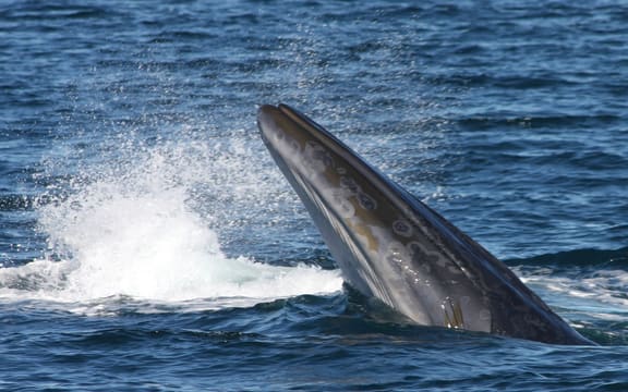 Bryde's Whale - Hauraki Gulf