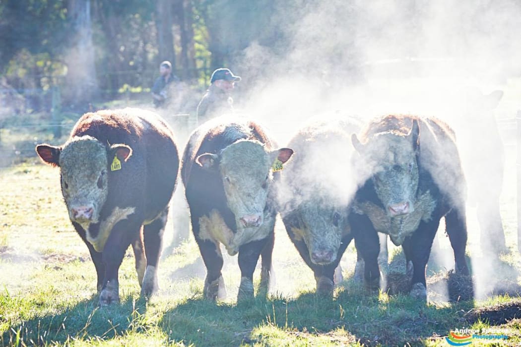 Bulls for sale.