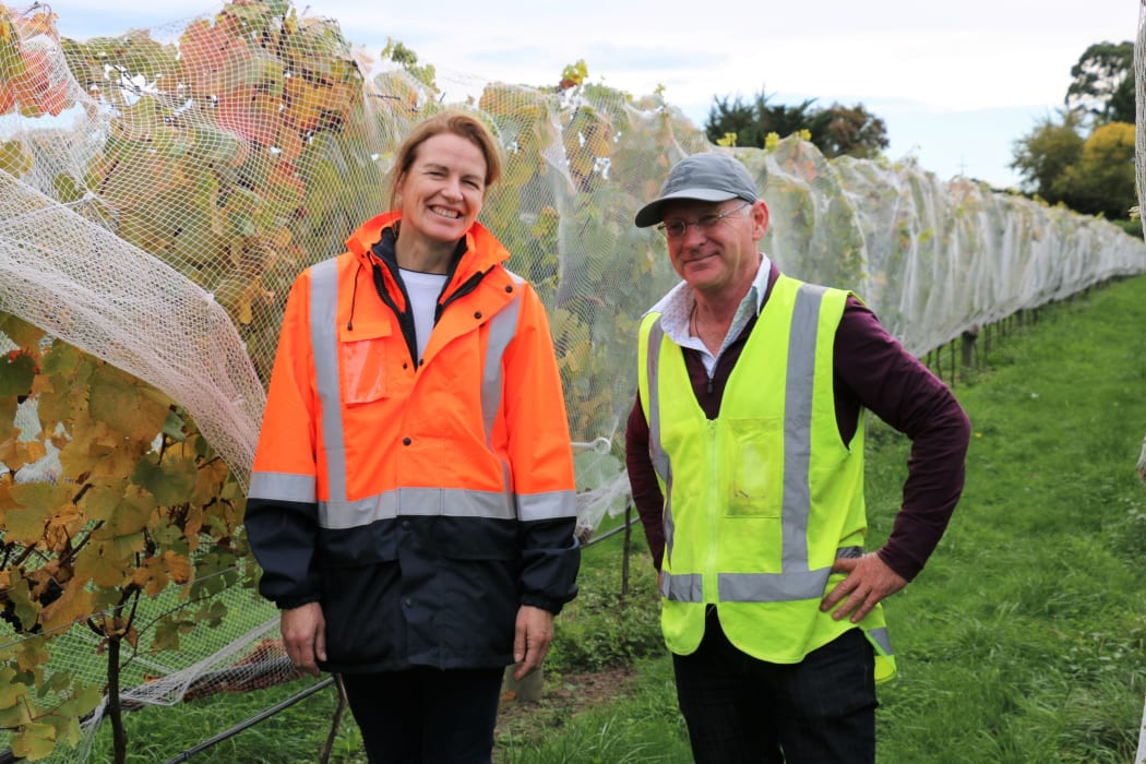 Pinot noir research vineyard