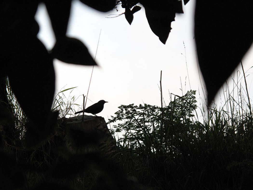 blackbird