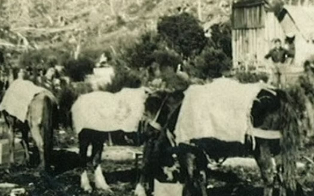 The Devcich brothers used pack horses to supply the gumdiggers working in the kauri forests up the Kauaeranga Valley