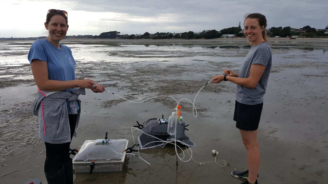 Rebecca Gladstone-Gallagher and Steph Mangan suck out water samples from a benthic chamber at Clark's Beach on Mankau Harbour.