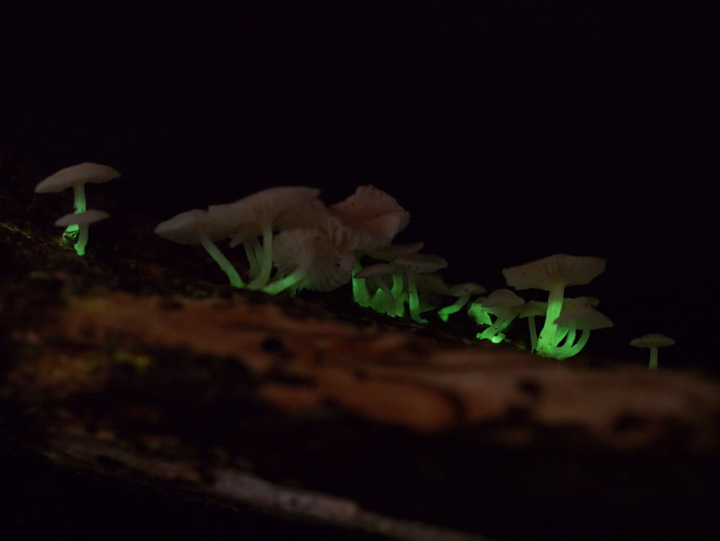 Mycena roseoflava