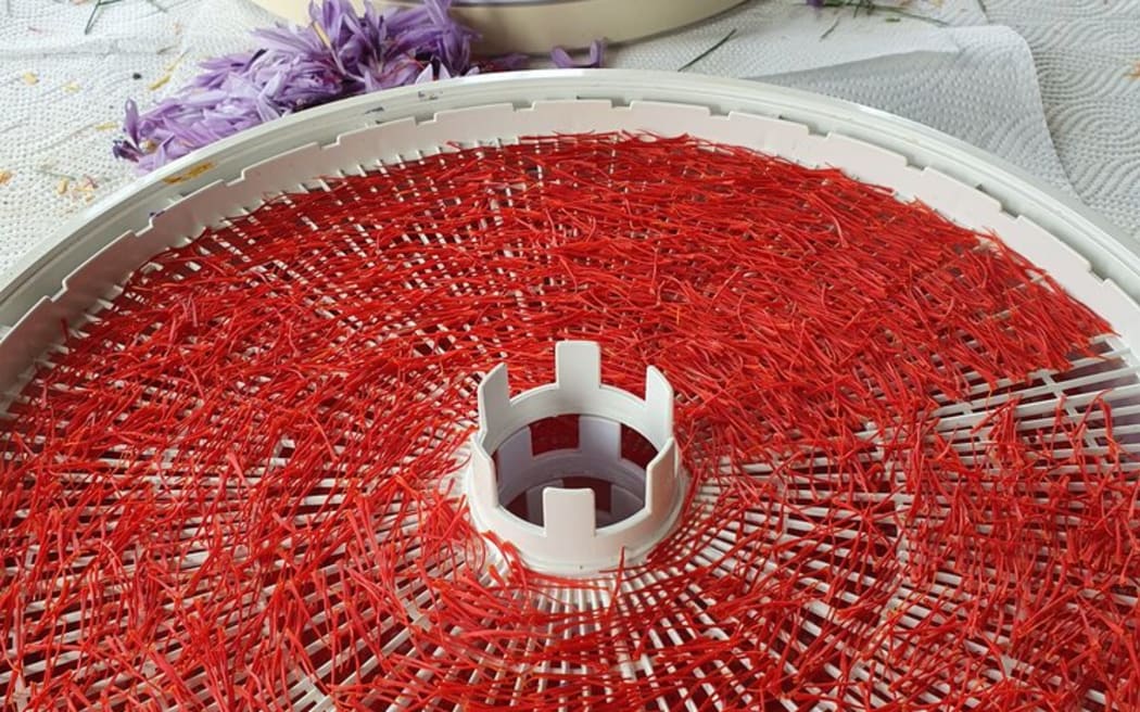 Saffron drying