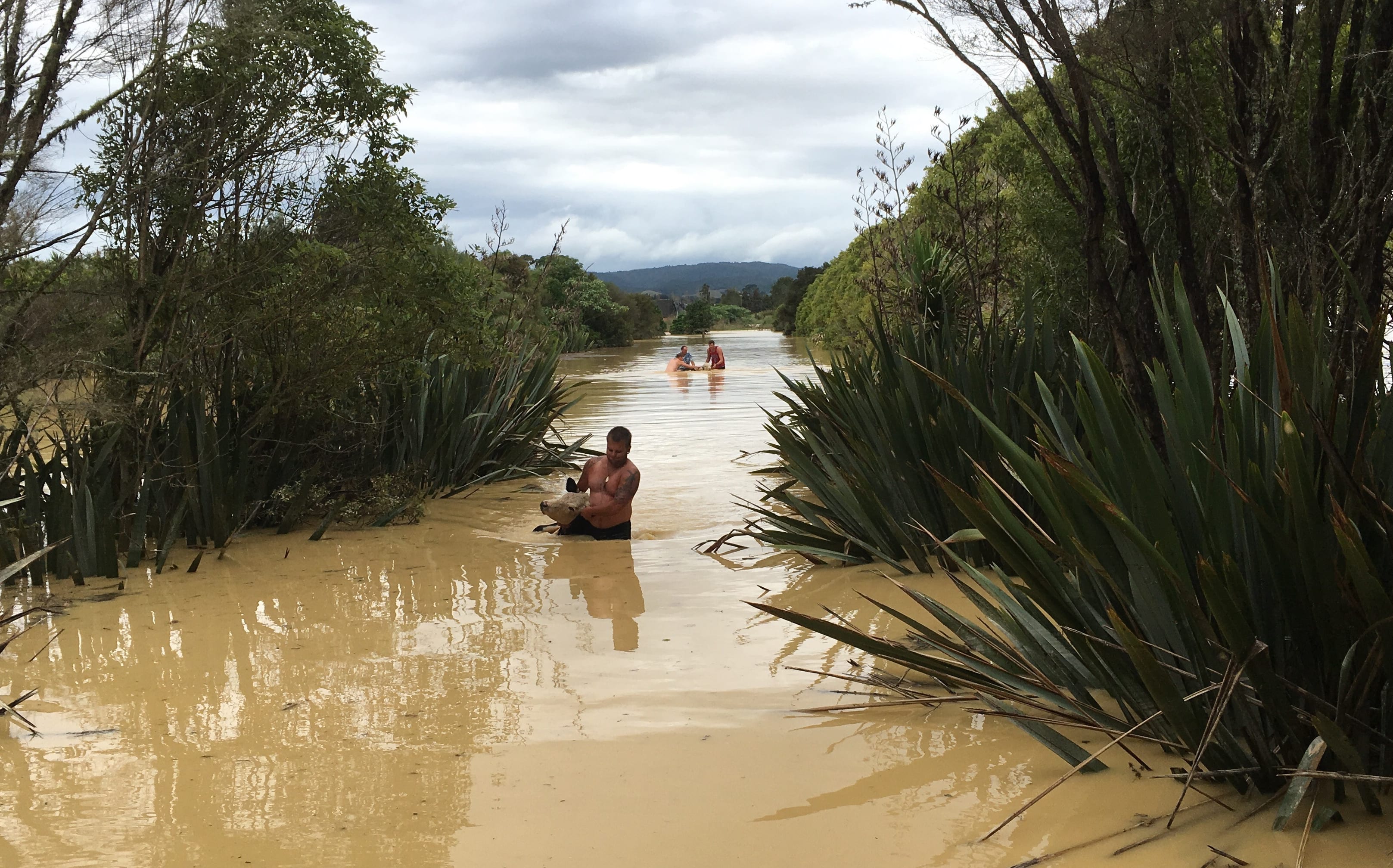 Stock rescued in south-east Auckland.
