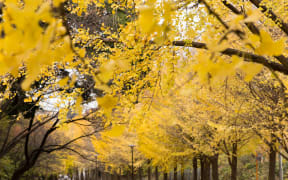 A gingko tree taken from the seed of one that survived the US bombing of Hiroshima will eventually be planted at the Dunedin Botanic Garden.