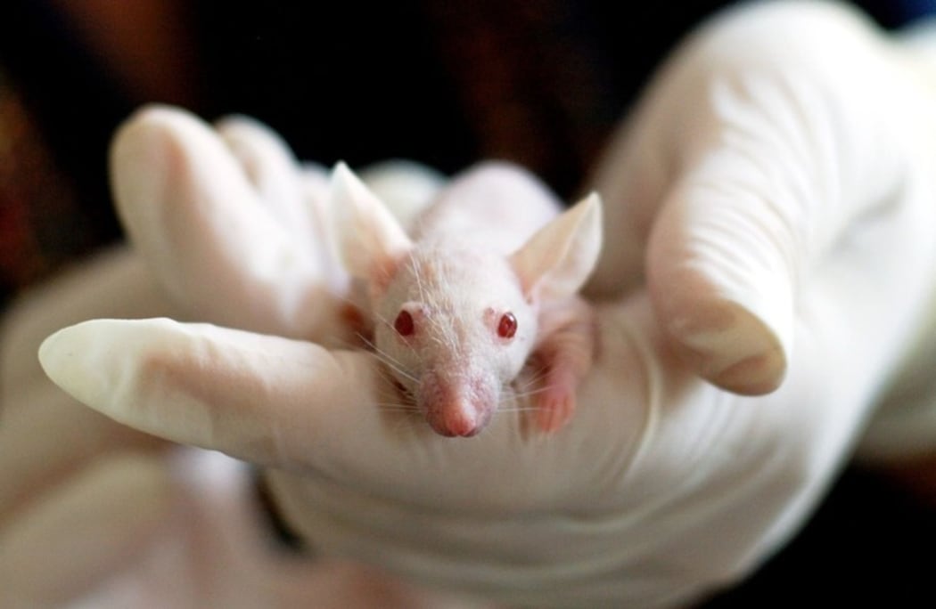 white lab rat