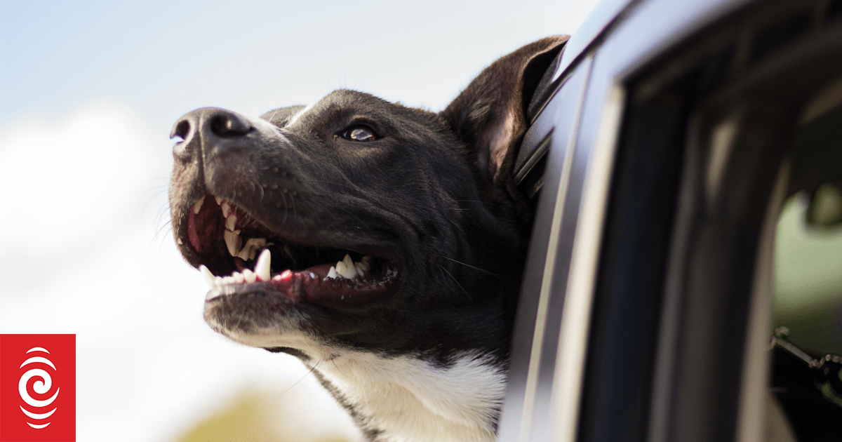 Afterpay having 'direct impact' on number of dogs Auckland C
