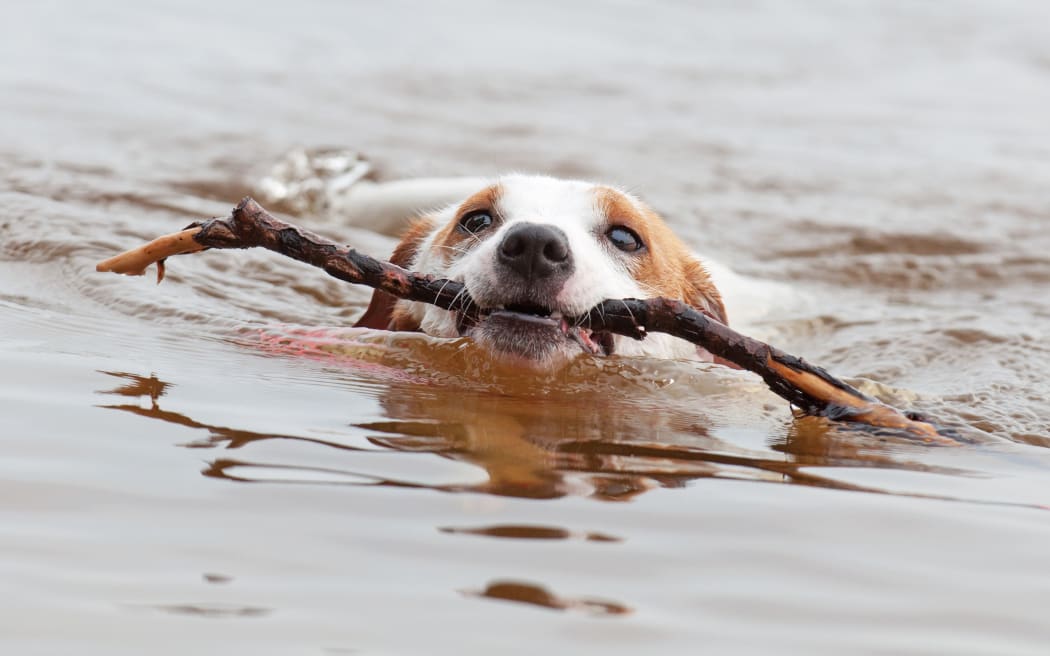 Jack Russell Terrier dog is swimming with a big stick in the mouth.