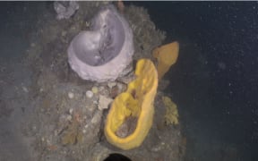 Sponges on a deep-water reef off the Kapiti coast.