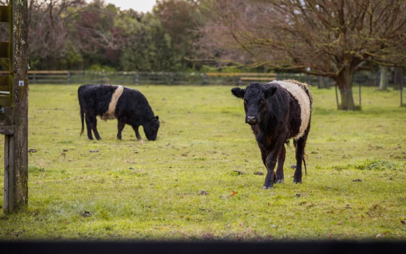 Farmers forced to sell stock as dry season bites | RNZ