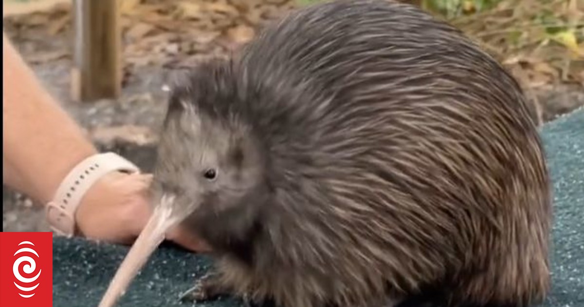 How do zoos keep taonga safe? RNZ