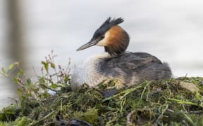 A pūteketeke Australasian crested grebe on a nest at Te Anau.