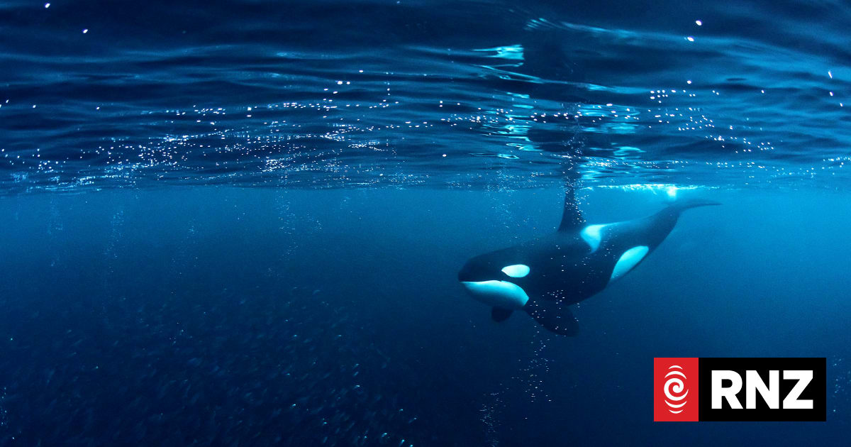 Video of orca deaths shows fisheries monitoring, enforcement working - Minister Shane Jones