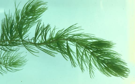 Hornwort does not root itself into sediment and reproduces quickly, so once it's found in waterways, it can be difficult to control.